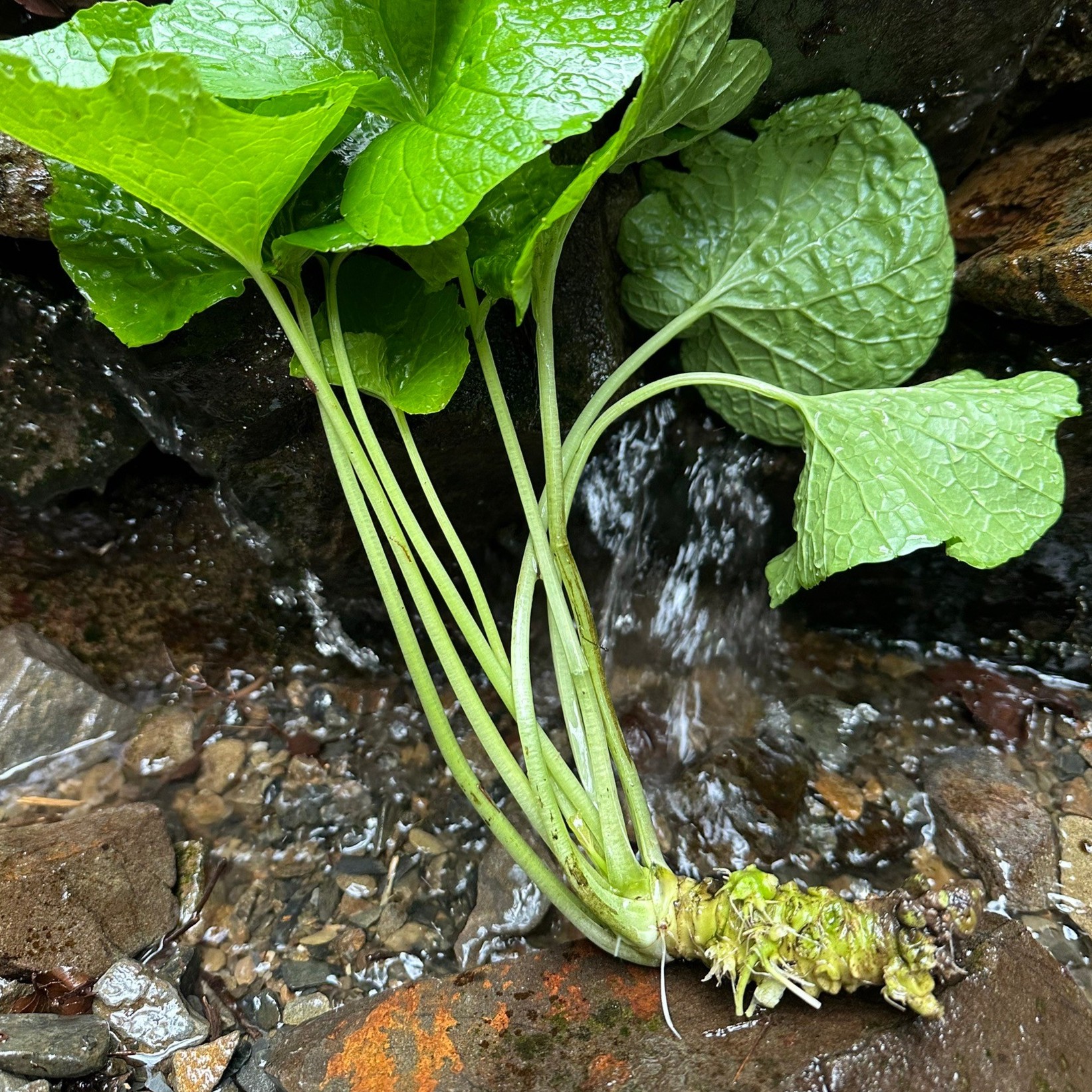 葉柄わさび小さい根茎付き